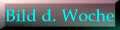 Bild d. Woche